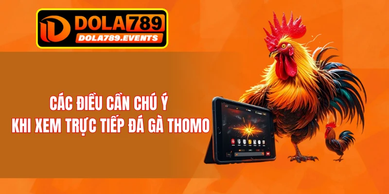 Các điều cần chú ý khi xem trực tiếp đá gà Thomo