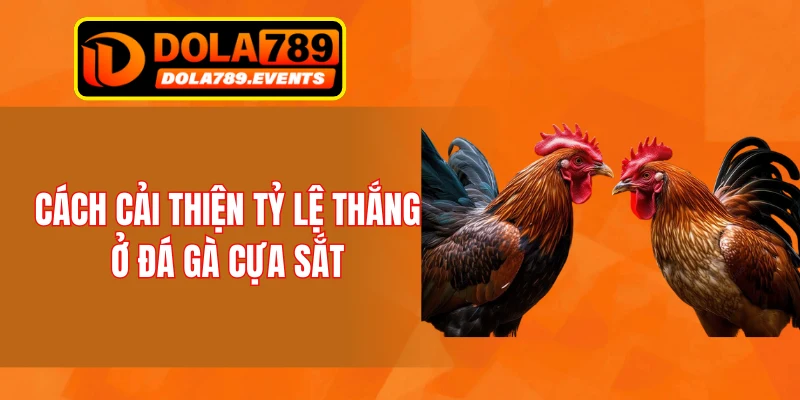 Cách cải thiện tỷ lệ thắng ở đá gà cựa sắt