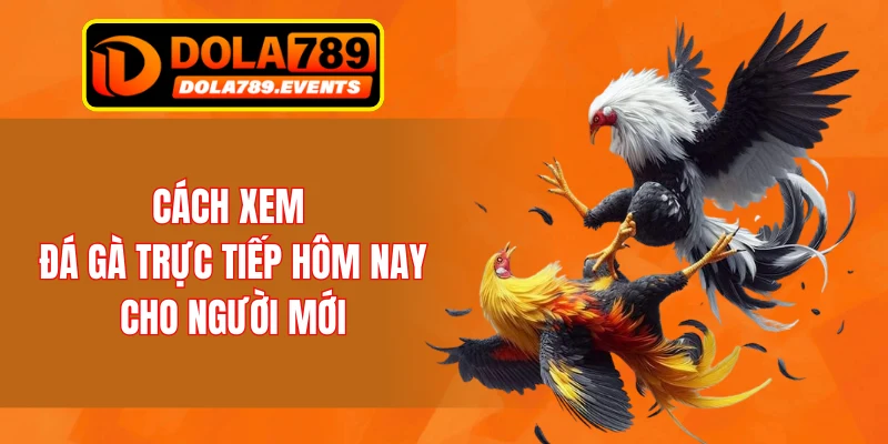 Cách xem đá gà trực tiếp hôm nay cho người mới