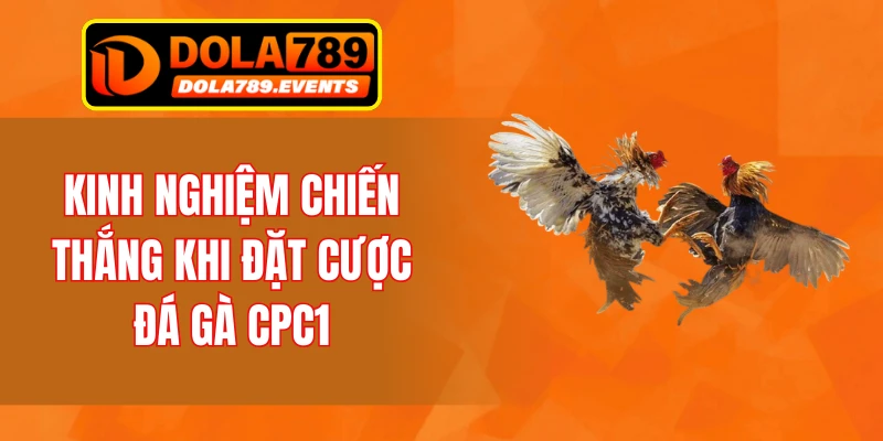 Kinh nghiệm chiến thắng khi đặt cược đá gà CPC1