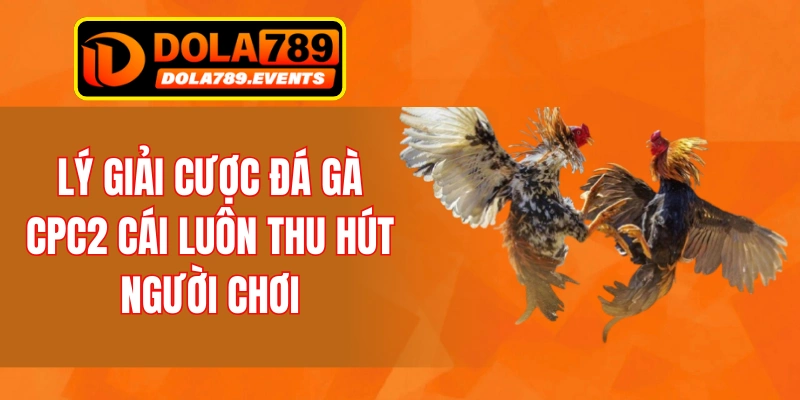 Lý giải cược đá gà CPC2 cái luôn thu hút người chơi