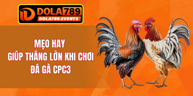 Mẹo hay giúp thắng lớn khi chơi đá gà CPC3
