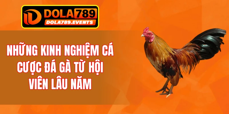 Những kinh nghiệm cá cược đá gà từ hội viên lâu năm