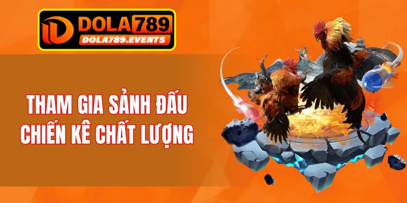 Tham gia sảnh đấu chiến kê chất lượng
