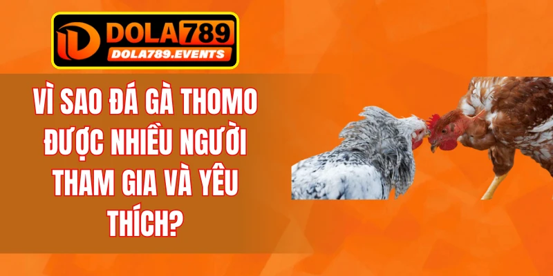 Vì sao đá gà Thomo được nhiều người tham gia và yêu thích?