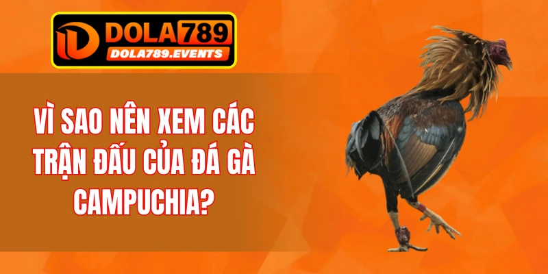 Vì sao nên xem các trận đấu của đá gà Campuchia?